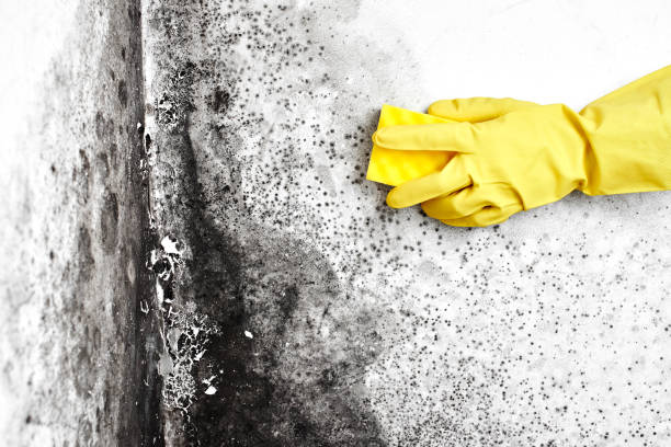 Best Mold Removal for HVAC Installations  in Orrville, OH