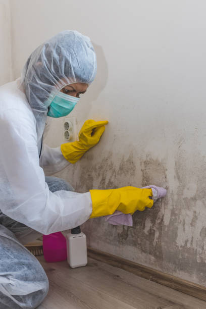 Best Commercial Mold Inspection  in Orrville, OH