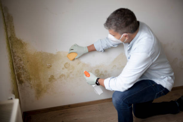 Best Dehumidification Services  in Orrville, OH