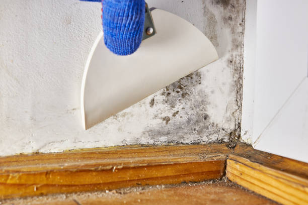 Best Residential Mold Inspection & Testing  in Orrville, OH